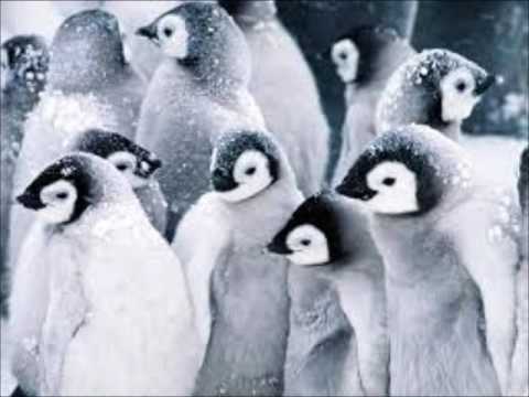 პინგვინი