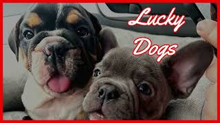 Lucky Dogs @BlackBearSixTV