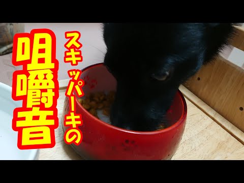 【ASMR】クーのご飯を食べる音を楽しむ【黒犬スキッパーキ】