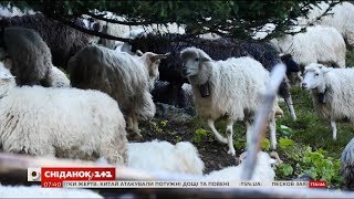 видео 10 міфів про відпочинок в Закарпатті