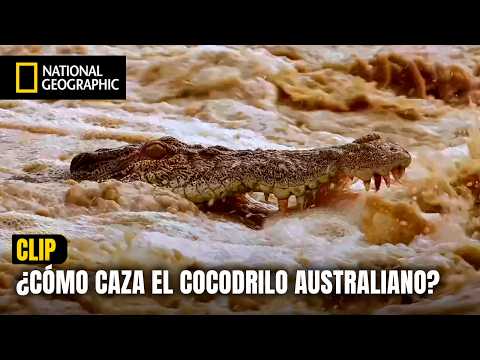 La letalidad del cocodrilo australiano 🐊 | NATIONAL GEOGRAPHIC ESPAÑA