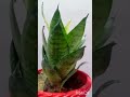 snake plant ll air purifier plant#shorts