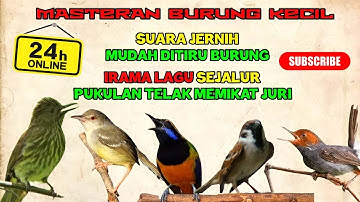 #3 LIVE MASTERAN BURUNG KECIL IRAMA LAGU SEJALUR FULL TEMBAKAN PANJANG ‼️