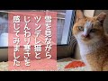 寒さに負けずたくましい野良猫