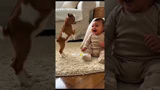 The Tiny Goat That Acts Like a Dog #goat #dog #pets #funnypets