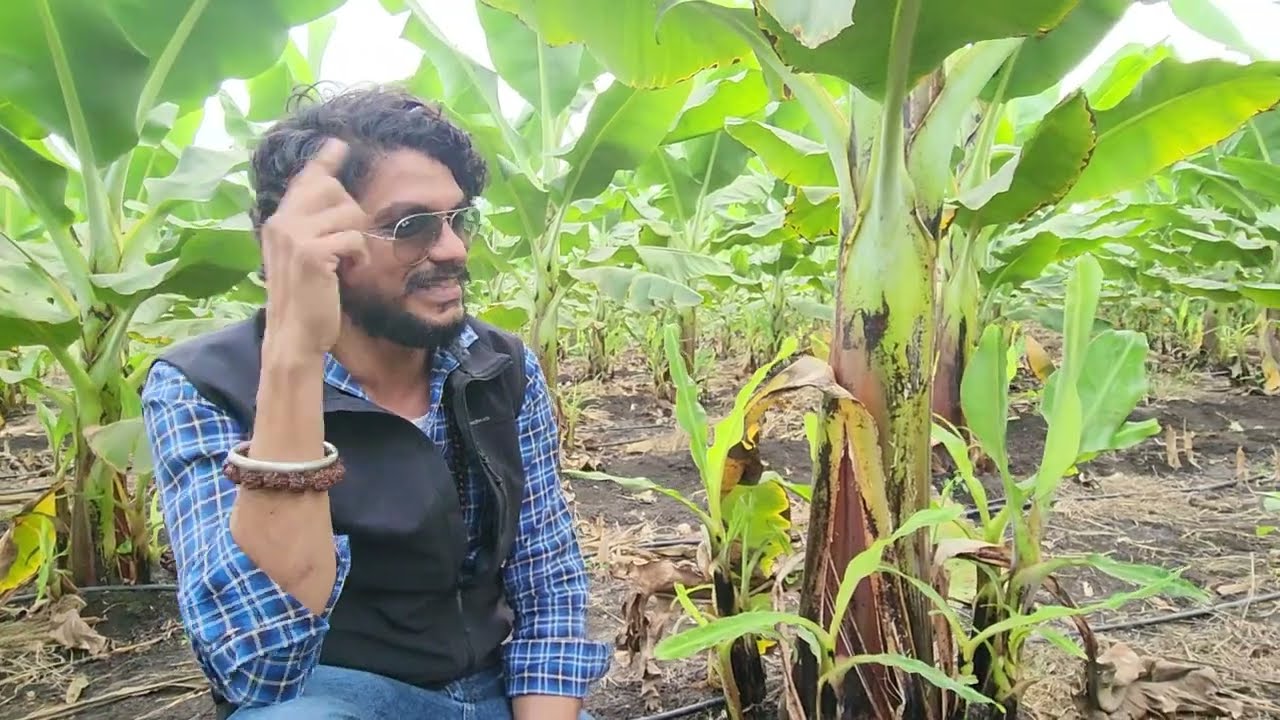 CF43 Bk Banana Contract Farming 7648838222 किसान और निवेशक दोनो केलिए किसान पाठशाला BALRAMKISAN 4230