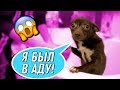 КОРОЧЕ ГОВОРЯ, ПЕРВАЯ ПРОГУЛКА | Дерзкий щенок