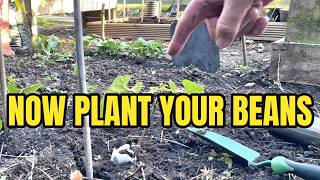 Plant your runner beans out now using this method. Part 2