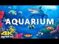 Aquarium 4K VIDEO (ULTRA HD) 🐠 Sea Animals With Relaxing Music - Rare & Colorful Sea Life Video