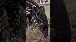 Malayan Tapir Calf at Wilder Institute/Calgary Zoo Sniffing
Hot on the heels of #WatermelonBabyWednesday, we’re doing a #ThrowbackThursday - to last week! This video was taken shortly after our female Malayan tapir calf was born. What is she sniffing? She was very curious about the scents of the hay in her birthing space! 👃
Stay tuned for more sneak peeks of our #WatermelonBabyYYC while she is behind-the-scenes! 🍉
#YourZooYYC Malayan Tapir Calf at Wilder Institute/Calgary Zoo Sniffing