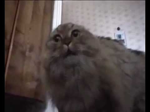 NONONOCAT