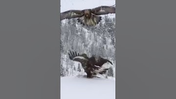 golden eagle landing slow motion#shorts