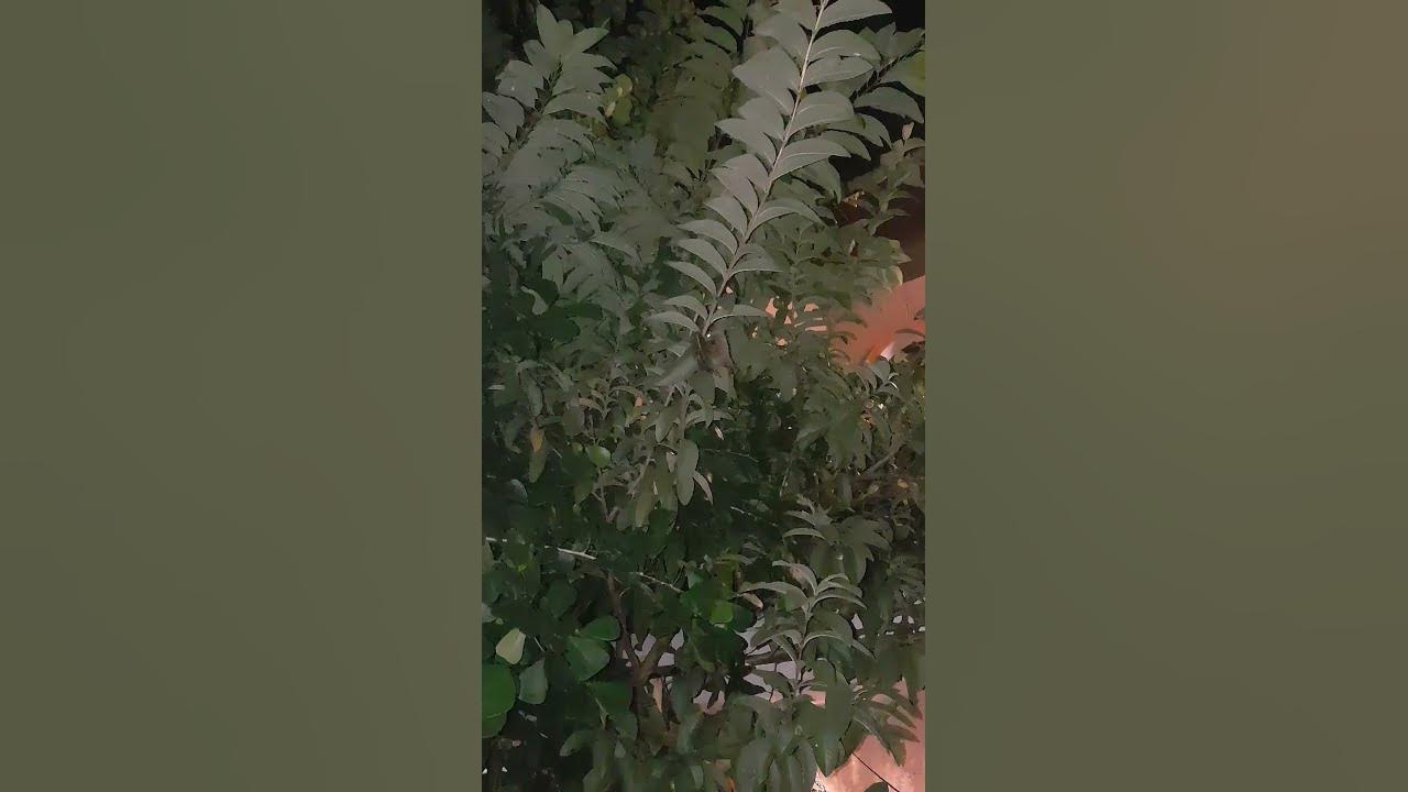 bat harvesting guava fruit YouTube