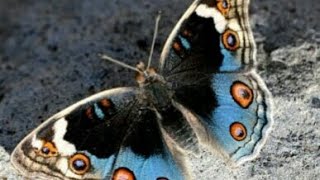 Blue pansy butterfly      (Junonia Orithya) || As An Animator