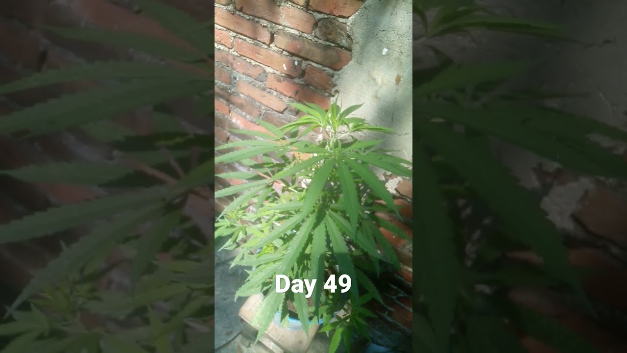 Planta de Cannabis🤤❤️ 