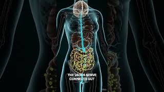 The Gut – Your Second Brain. #Microbiome #SecondBrain #HumanBody #GutHealth #science #facts #history