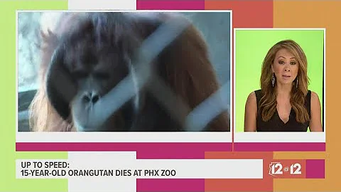 Does Phoenix Zoo have koalas?
