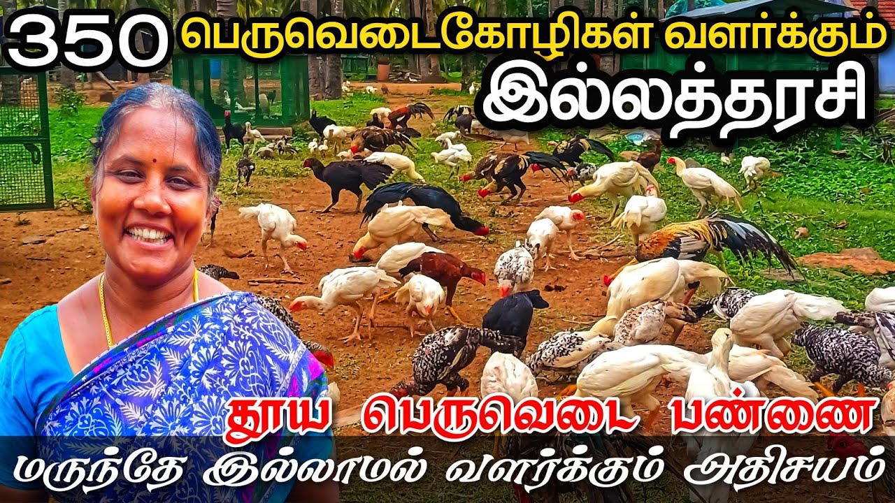 350-க்கும் மேற்பட்ட தூய பெருவெடை கோழிகளை வளர்க்கும் இல்லத்தரசி | நோய்களே இல்லாமல் கோழி வளர்க்கலாம்