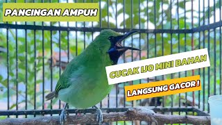 Pancingan Cucak Ijo Mini Bahan Respon Cepat Langsung Gacor