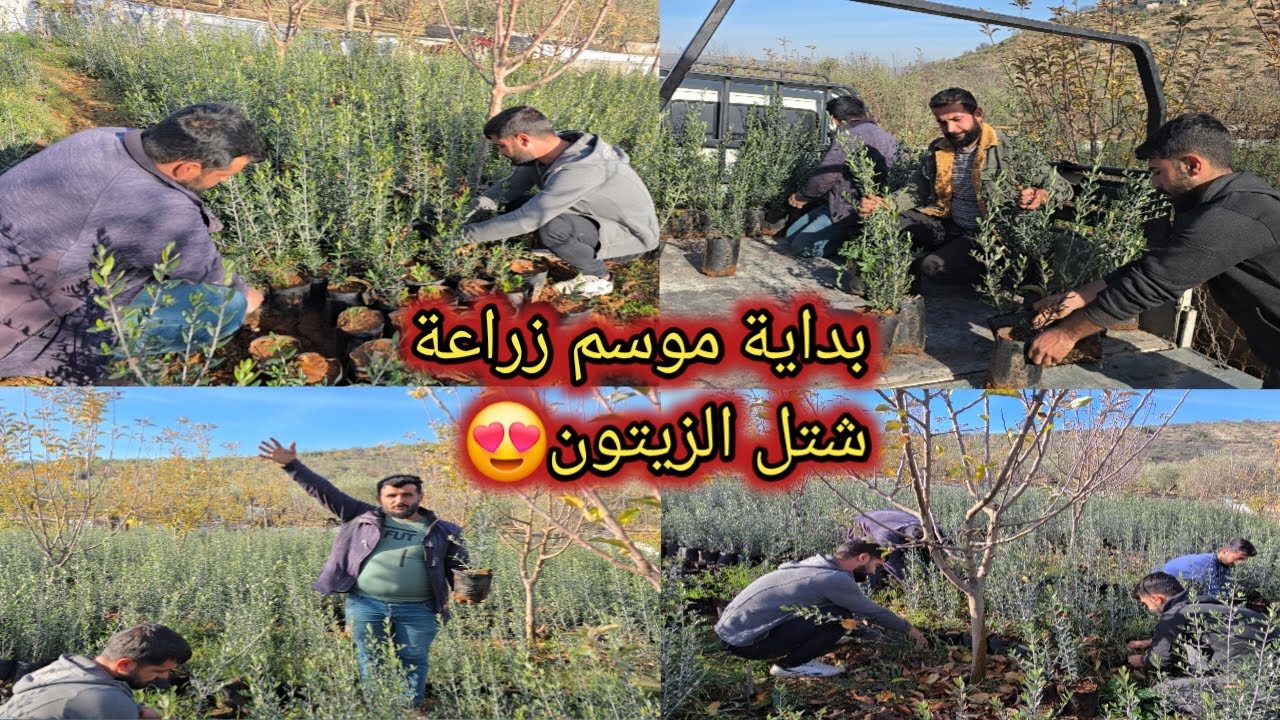 ساعدنا إيحو بقلع شتل الزيتون وصار جاهز للبيع و الزراعة ❤️ تابعوا للأخير