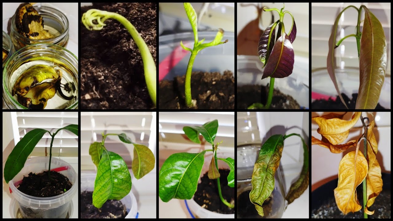 Виростила манго з кісточки, але сталося неочікуване…