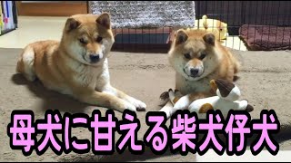 柴犬 いつまで経っても甘えん坊 母犬に甘える子犬 Youtube