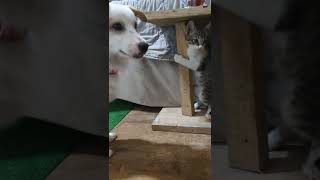 dog slapping cat 😂 #shorts #kitten #dog #cat #cats #kittens #funny #pets #short
