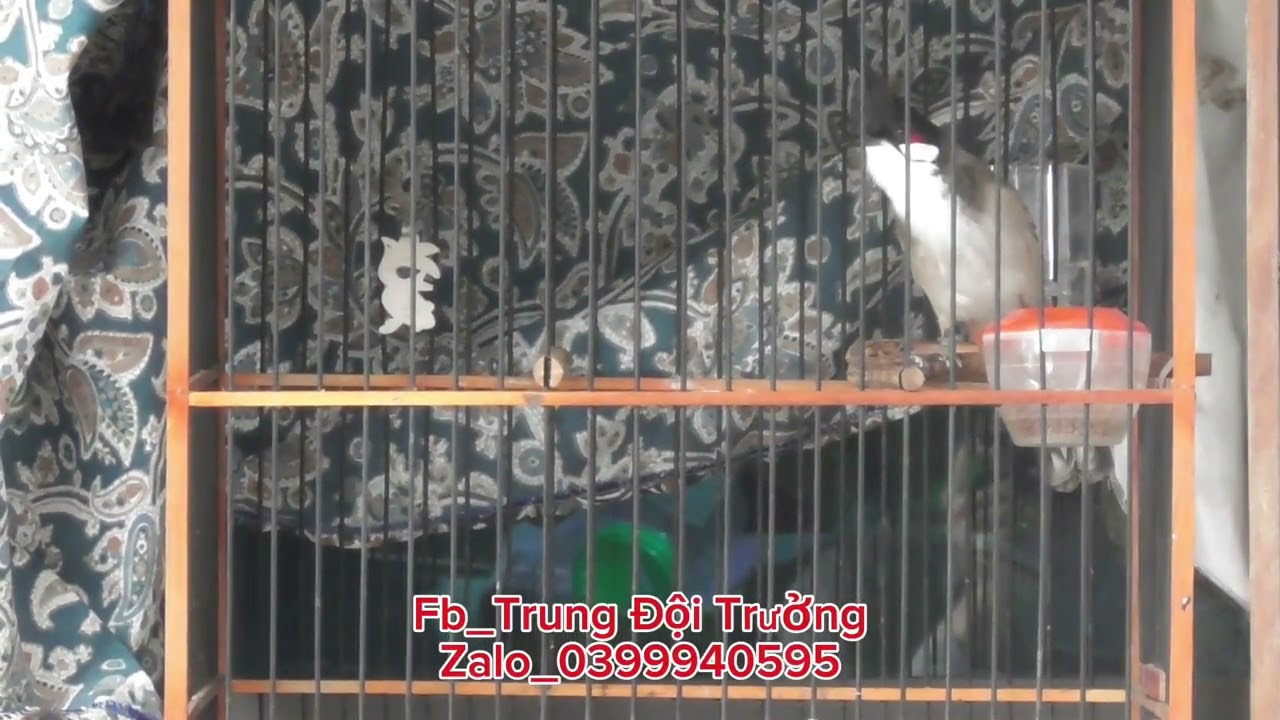 Siêu phẩm Cafe. Lắc xoè ché xoè chạy cầu săn chim