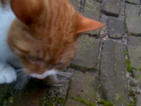 Kat eet muis op