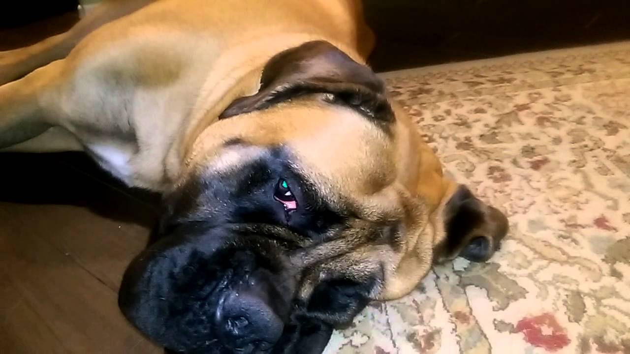Very Loud English Mastiff Snoring YouTube