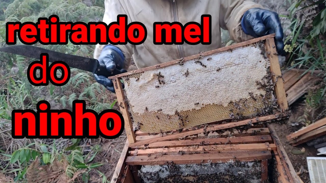 retirando mel do ninho 🐝🐝🐝🐝🐝para liberar espaço para rainha almentar a postura 🐝🐝🐝🐝🐝