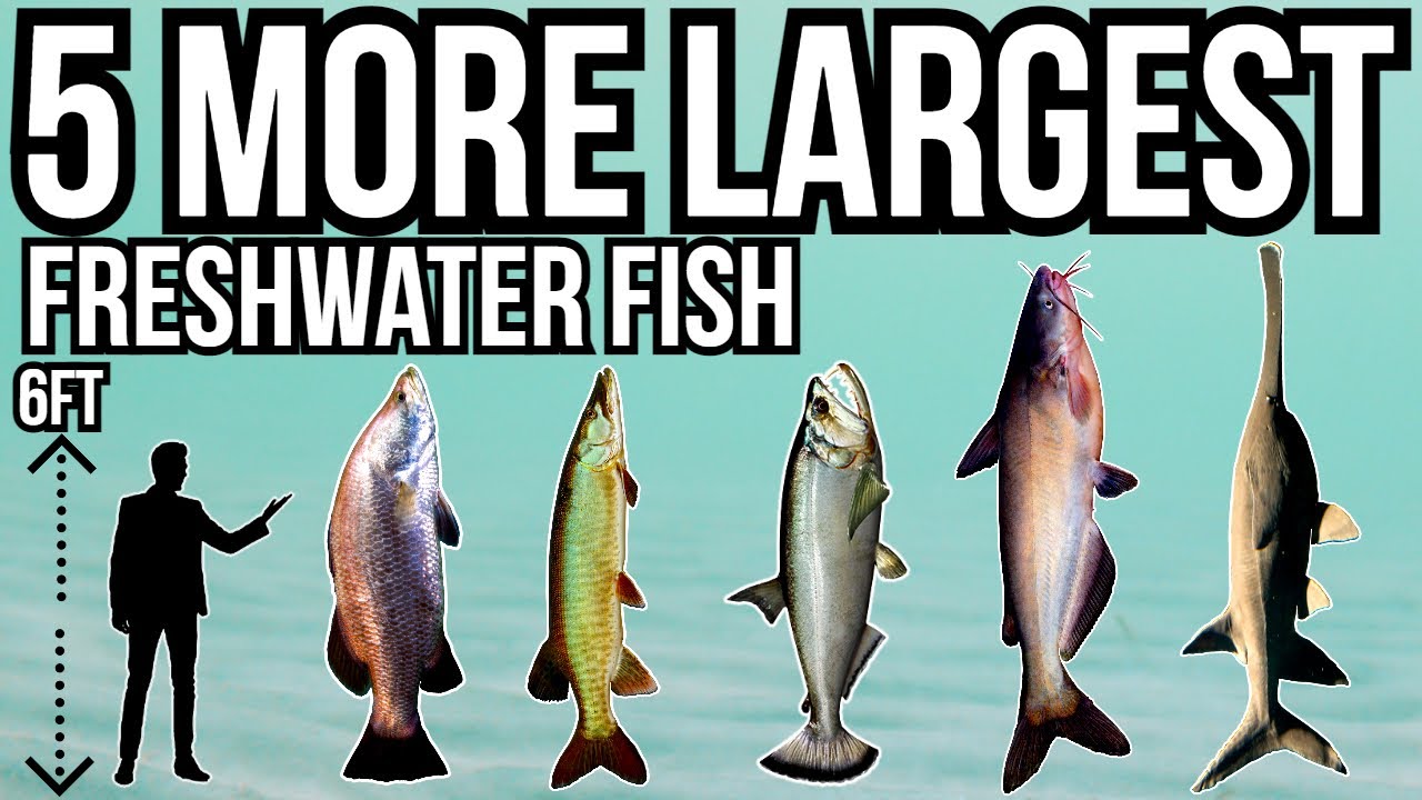 5 More of The Largest Freshwater Fish In The World Part 4 