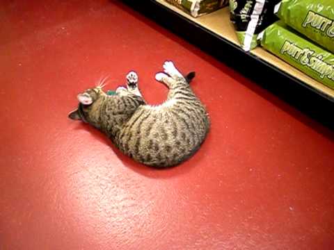camera iphone 8 plus apk Christopher the Adoption Kitty Is a Nip-Head