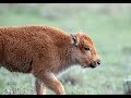 Grizzly & Coyote Hunt New Bison Calf