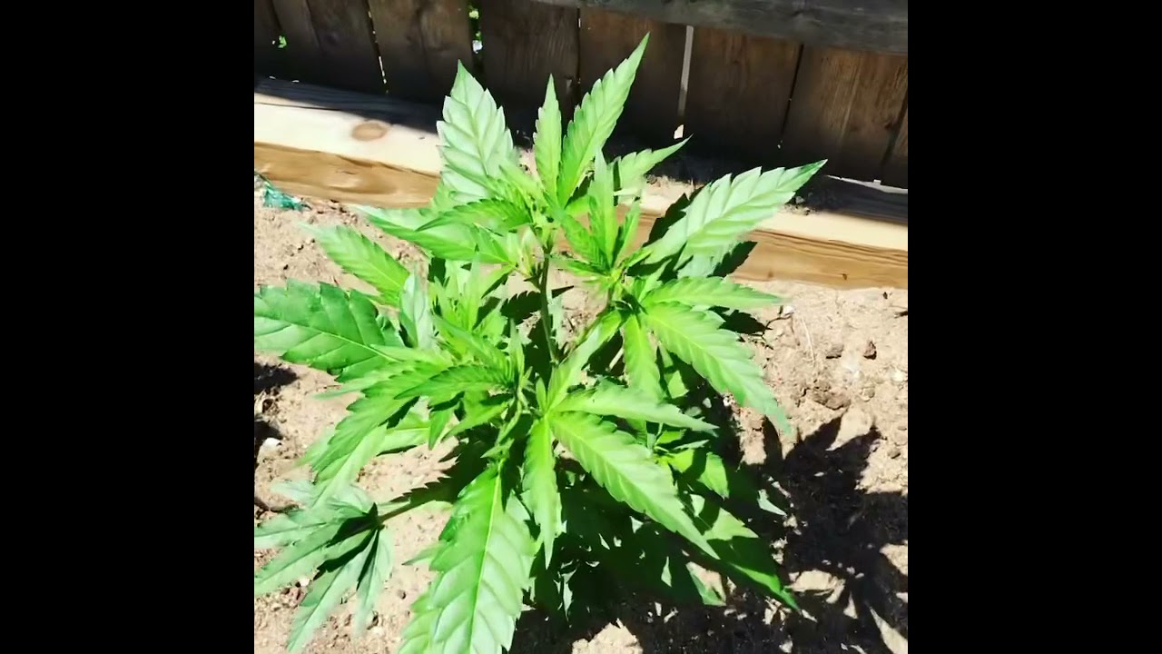 420 Grow op 2021 we are working 💯💙💙