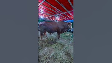 SAPI QURBAN UNTUK IDUL ADHA #alethaabew