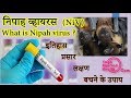 निपाह व्हायरस क्या है? what is Nipah virus ? NiV