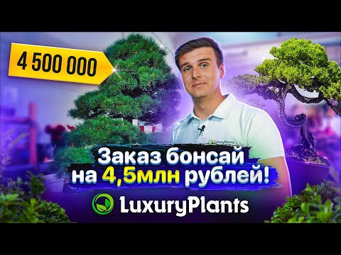 Лучшие бонсай деревья для нашего клиента! Заказ на 4,5 миллиона рублей!