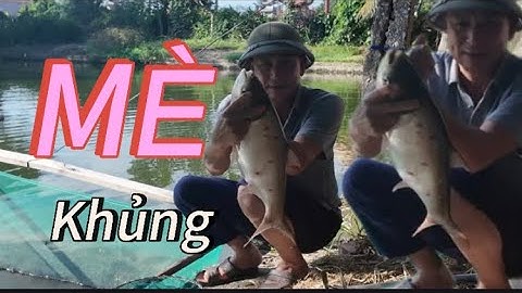 Cá Mè khủng - thả lưới khi trời rét dính mè khủng và rô phi