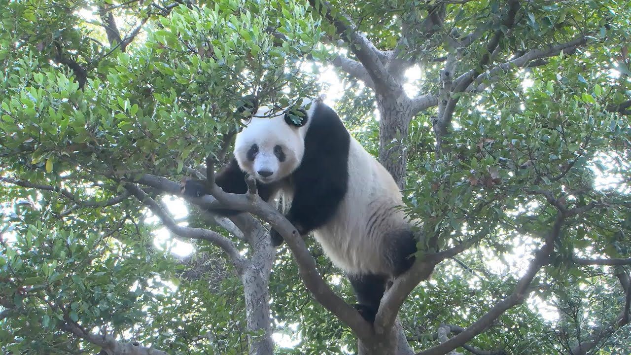 ジャイアントパンダのようす 2022年1月17日撮影