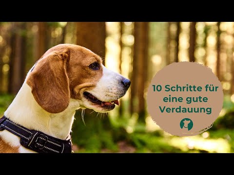 Video: Verdauungsprobleme bei Hunden