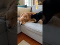 Dogs Realizing They’re Not in Charge 😭