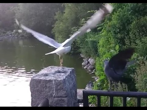 Common gull (Larus