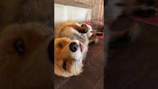 The foxes that say HEHEHE