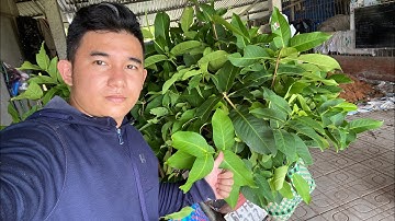 Mận hồng mst sóc trăng giao khách vĩnh long 50 cây đầy 2 giõ lớn cây giống to khỏe chất lượng 👍