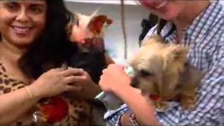 Yorkshire Terrier - Dog Breed by Petclub India 861 views 12 years ago 4 minutes, 38 seconds
