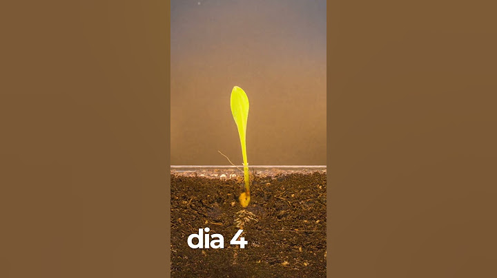 Maíz creciendo Time Lapse - 6 días