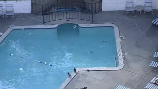 3-Year-Old Boy, Father Die After Being Found In Novi Pool