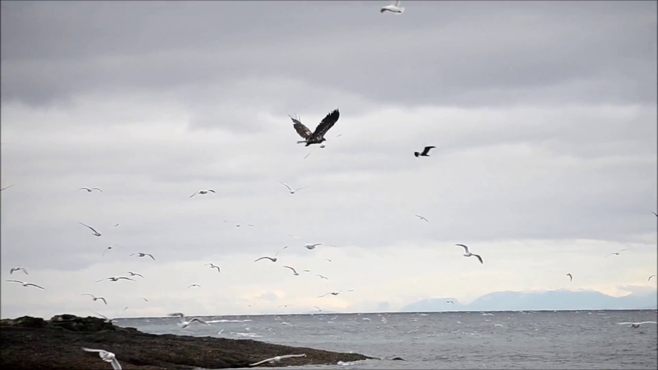 Herring Run Hornby Island B.C 2016 YouTube