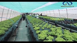 Miles de ortalizas se están produciendo en la lejana localidad de Socaire